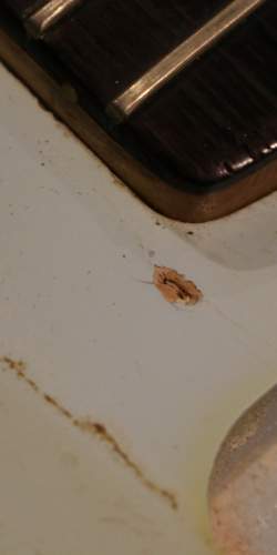 Fender Stratocaster Sonic Blue "L Serie" de 1963